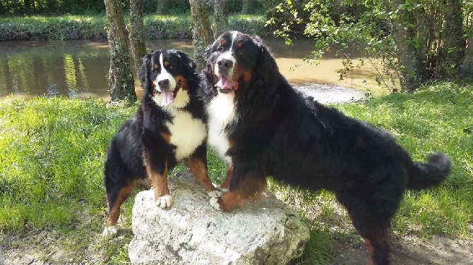 Du Roc De Lona - Panda (3 ans) et Jebel (13 mois)