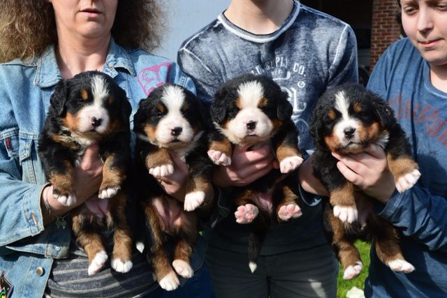 Du Roc De Lona - les chiots femelles à 1 mois