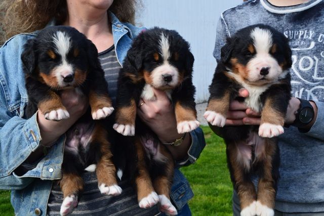 Du Roc De Lona - les chiots mâles à 1 mois